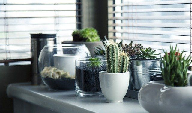 <p>Rekomendasi tanaman hias yang bisa tumbuh di dapur Anda/pixabay.com</p>
