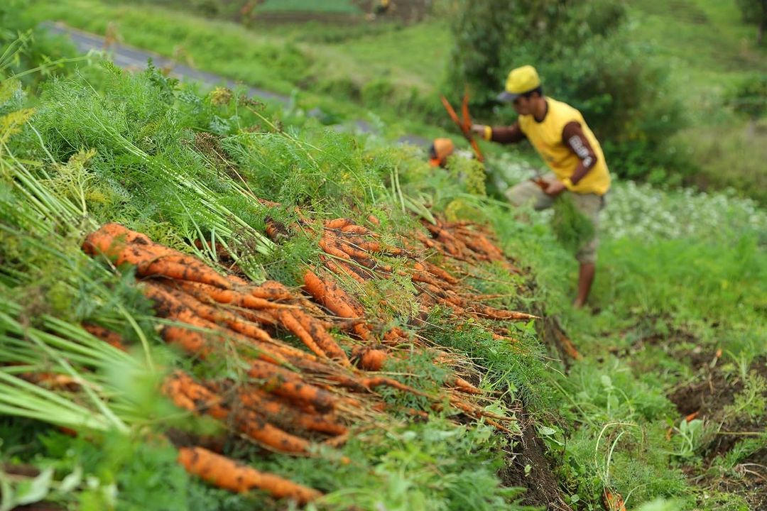 Mengenal Tanaman Hortikultura dan Cara Tepat Merawatnya