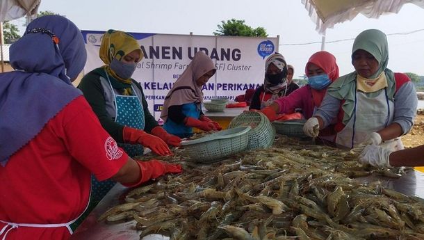KKP Kembangkan Klaster Tambak Udang Dorong Peningkatan Ekonomi Masyarakat