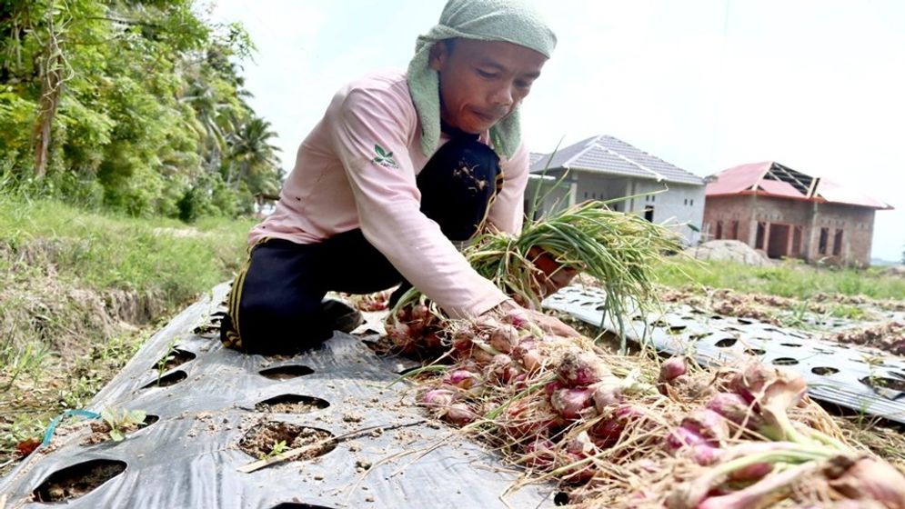 1620115980-bawang putih.jpg