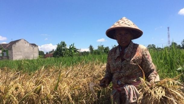 NTP Provinsi Lampung Naik 0,85 Persen