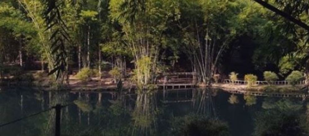 hutan bambu.JPG