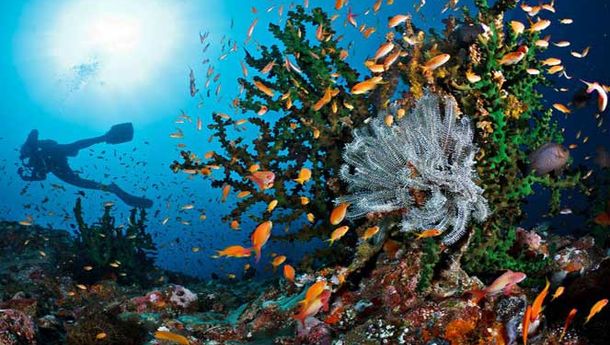 Anda Suka Diving? Yuk, Ke Taman Laut Pantar di Alor - NTT - floresku.com