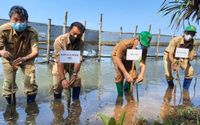 mangrove bupati bantul.jpeg