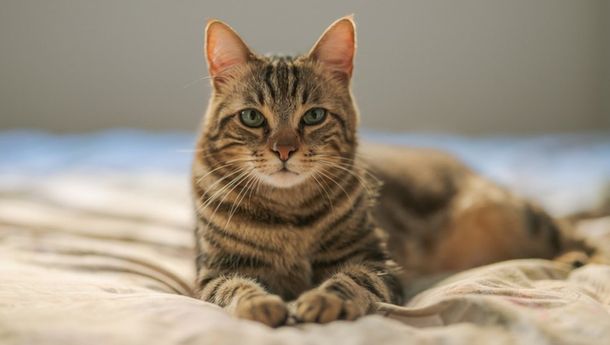 Ini Alasan Kucing Benci Air