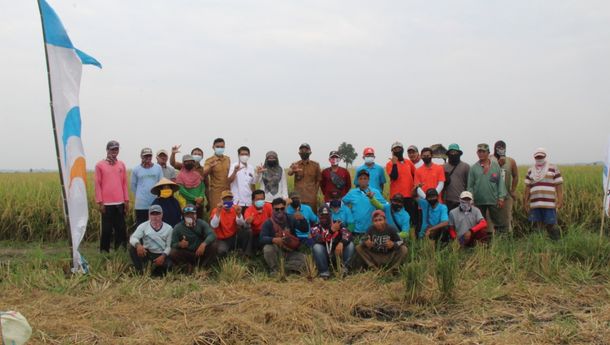 Ratusan Hektar Sawah Petani Mitra PTPN VII Panen Raya