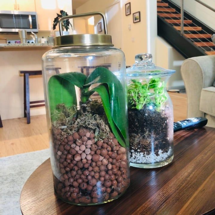 Jarrarium dan Terrarium, Peluang Bisnis dengan Modal Kecil