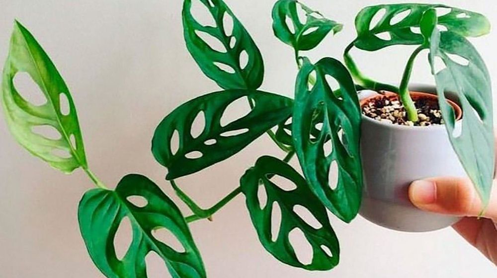 Asal muasal janda bolong. Foto: Pinterest
