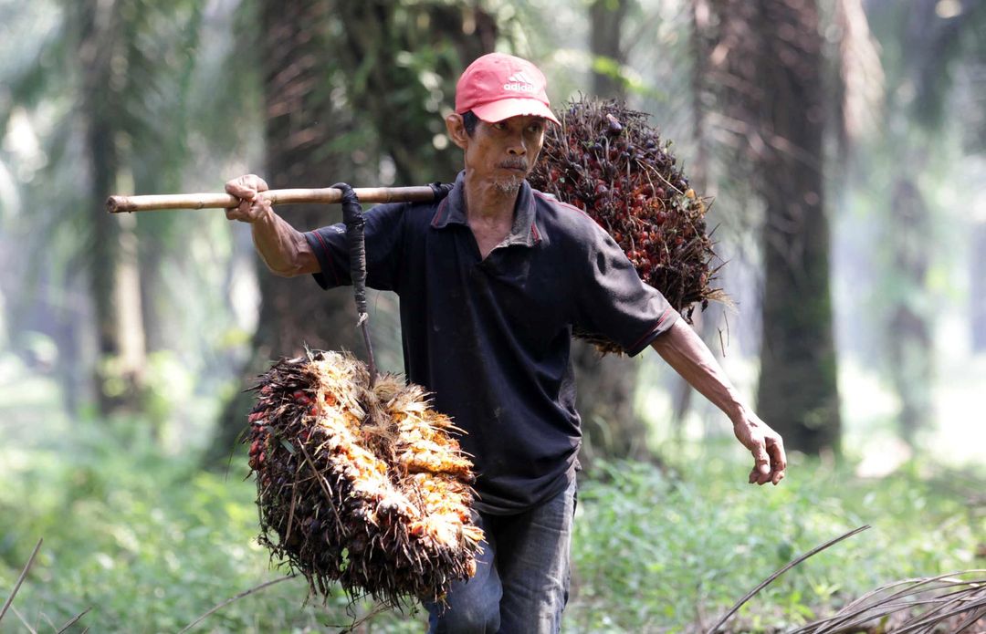 <p>Nampak seorang petani tengah melakukan panen tanaman kelapa sawit di kawasan Bogor Jawa Barat, Kamis 28 Mei 2021. Foto : Panji Asmoro/TrenAsia</p>
