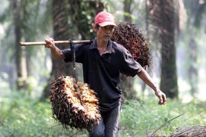 <p>Nampak seorang petani tengah melakukan panen tanaman kelapa sawit di kawasan Bogor Jawa Barat, Kamis 28 Mei 2021. Foto : Panji Asmoro/TrenAsia</p>
