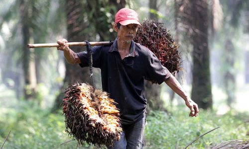 <p>Nampak seorang petani tengah melakukan panen tanaman kelapa sawit di kawasan Bogor Jawa Barat, Kamis 28 Mei 2021. Foto : Panji Asmoro/TrenAsia</p>
