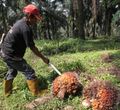 <p>Nampak seorang petani tengah melakukan panen tanaman kelapa sawit di kawasan Bogor Jawa Barat, Kamis 28 Mei 2021. Foto : Panji Asmoro/TrenAsia</p>
