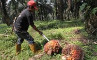 <p>Nampak seorang petani tengah melakukan panen tanaman kelapa sawit di kawasan Bogor Jawa Barat, Kamis 28 Mei 2021. Foto : Panji Asmoro/TrenAsia</p>
