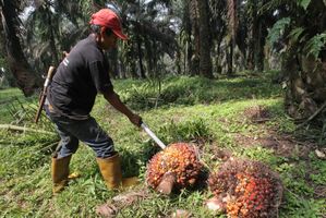 <p>Nampak seorang petani tengah melakukan panen tanaman kelapa sawit di kawasan Bogor Jawa Barat, Kamis 28 Mei 2021. Foto : Panji Asmoro/TrenAsia</p>
