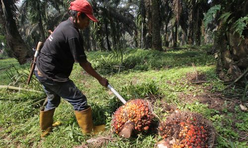 <p>Nampak seorang petani tengah melakukan panen tanaman kelapa sawit di kawasan Bogor Jawa Barat, Kamis 28 Mei 2021. Foto : Panji Asmoro/TrenAsia</p>
