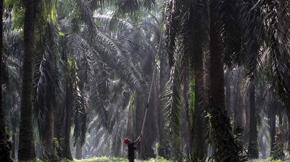 <p>Nampak seorang petani tengah melakukan panen tanaman kelapa sawit di kawasan Bogor Jawa Barat, Kamis 28 Mei 2021. Foto : Panji Asmoro/TrenAsia</p>
