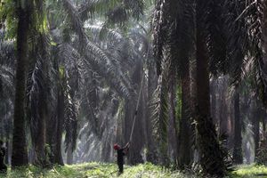 <p>Nampak seorang petani tengah melakukan panen tanaman kelapa sawit di kawasan Bogor Jawa Barat, Kamis 28 Mei 2021. Foto : Panji Asmoro/TrenAsia</p>
