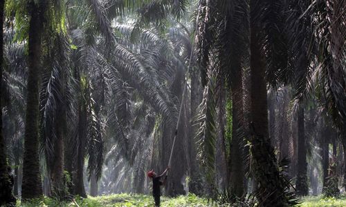 <p>Nampak seorang petani tengah melakukan panen tanaman kelapa sawit di kawasan Bogor Jawa Barat, Kamis 28 Mei 2021. Foto : Panji Asmoro/TrenAsia</p>

