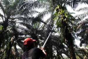 <p>Nampak seorang petani tengah melakukan panen tanaman kelapa sawit di kawasan Bogor Jawa Barat, Kamis 28 Mei 2021. Foto : Panji Asmoro/TrenAsia</p>
