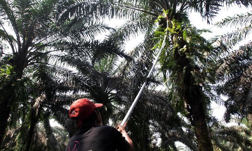<p>Nampak seorang petani tengah melakukan panen tanaman kelapa sawit di kawasan Bogor Jawa Barat, Kamis 28 Mei 2021. Foto : Panji Asmoro/TrenAsia</p>
