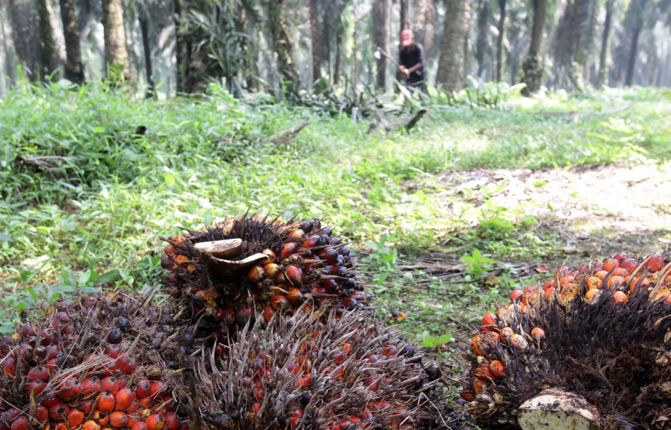 <p>Nampak seorang petani tengah melakukan panen tanaman kelapa sawit di kawasan Bogor Jawa Barat, Kamis 28 Mei 2021. Foto : Panji Asmoro/TrenAsia</p>
