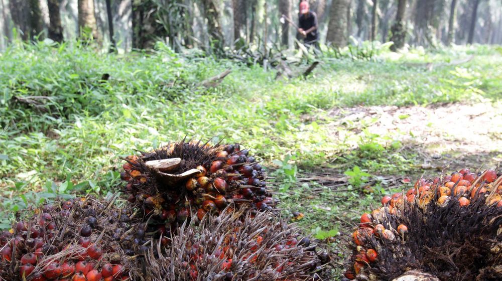 <p>Nampak seorang petani tengah melakukan panen tanaman kelapa sawit di kawasan Bogor Jawa Barat, Kamis 28 Mei 2021. Foto : Panji Asmoro/TrenAsia</p>