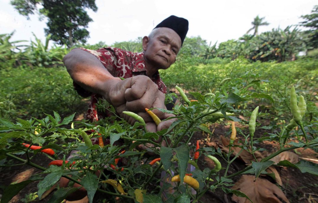 <p>Nampak seorang petani tengah memanen cabe rawit di kebunnya di kawasan Depok, Senin 31 Mei 2021. Dari kebun seluas sekitar 1000 m2, menghasilkan cabe sebanyak 2 Kg per hari untuk dijual dilingkungan sekitar atau ke Pasar Parung dengan harga Rp 40 ribu &#8211; 45 ribu per Kilogram, tergantung musim. Foto : Panji Asmoro/TrenAsia</p>
