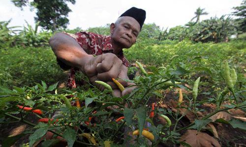 <p>Nampak seorang petani tengah memanen cabe rawit di kebunnya di kawasan Depok, Senin 31 Mei 2021. Dari kebun seluas sekitar 1000 m2, menghasilkan cabe sebanyak 2 Kg per hari untuk dijual dilingkungan sekitar atau ke Pasar Parung dengan harga Rp 40 ribu – 45 ribu per Kilogram, tergantung musim. Foto : Panji Asmoro/TrenAsia</p>