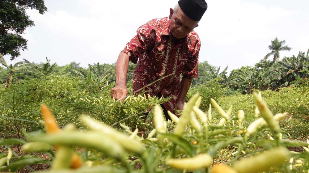 <p>Nampak seorang petani tengah memanen cabe rawit di kebunnya di kawasan Depok, Senin 31 Mei 2021. Dari kebun seluas sekitar 1000 m2, menghasilkan cabe sebanyak 2 Kg per hari untuk dijual dilingkungan sekitar atau ke Pasar Parung dengan harga Rp 40 ribu – 45 ribu per Kilogram, tergantung musim. Foto : Panji Asmoro/TrenAsia</p>