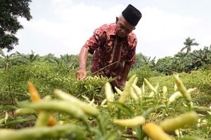 <p>Nampak seorang petani tengah memanen cabe rawit di kebunnya di kawasan Depok, Senin 31 Mei 2021. Dari kebun seluas sekitar 1000 m2, menghasilkan cabe sebanyak 2 Kg per hari untuk dijual dilingkungan sekitar atau ke Pasar Parung dengan harga Rp 40 ribu – 45 ribu per Kilogram, tergantung musim. Foto : Panji Asmoro/TrenAsia</p>
