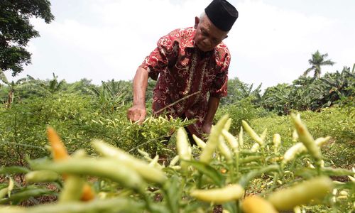 <p>Nampak seorang petani tengah memanen cabe rawit di kebunnya di kawasan Depok, Senin 31 Mei 2021. Dari kebun seluas sekitar 1000 m2, menghasilkan cabe sebanyak 2 Kg per hari untuk dijual dilingkungan sekitar atau ke Pasar Parung dengan harga Rp 40 ribu – 45 ribu per Kilogram, tergantung musim. Foto : Panji Asmoro/TrenAsia</p>
