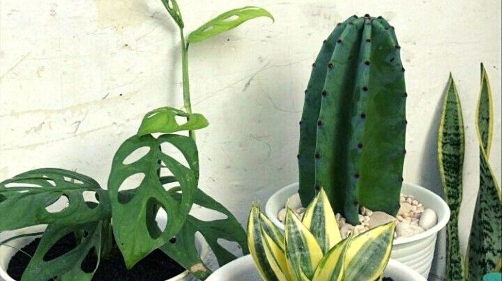 cara menanam kaktus dan keladi