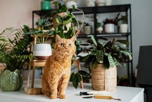 Ilustrasi tanaman hias dalam rumahyang aman untuk anjing dan kucing peliharaan