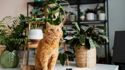 Ilustrasi tanaman hias dalam rumahyang aman untuk anjing dan kucing peliharaan