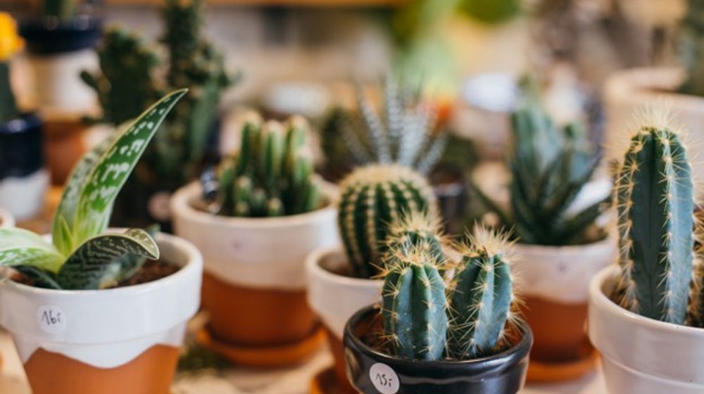Ilustrasi cara menanam tanaman sukulen untuk dekorasi rumah
