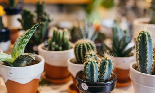 Ilustrasi cara menanam tanaman sukulen untuk dekorasi rumah