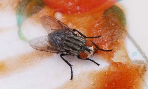 Ilustrasi cara membasmi lalat rumah