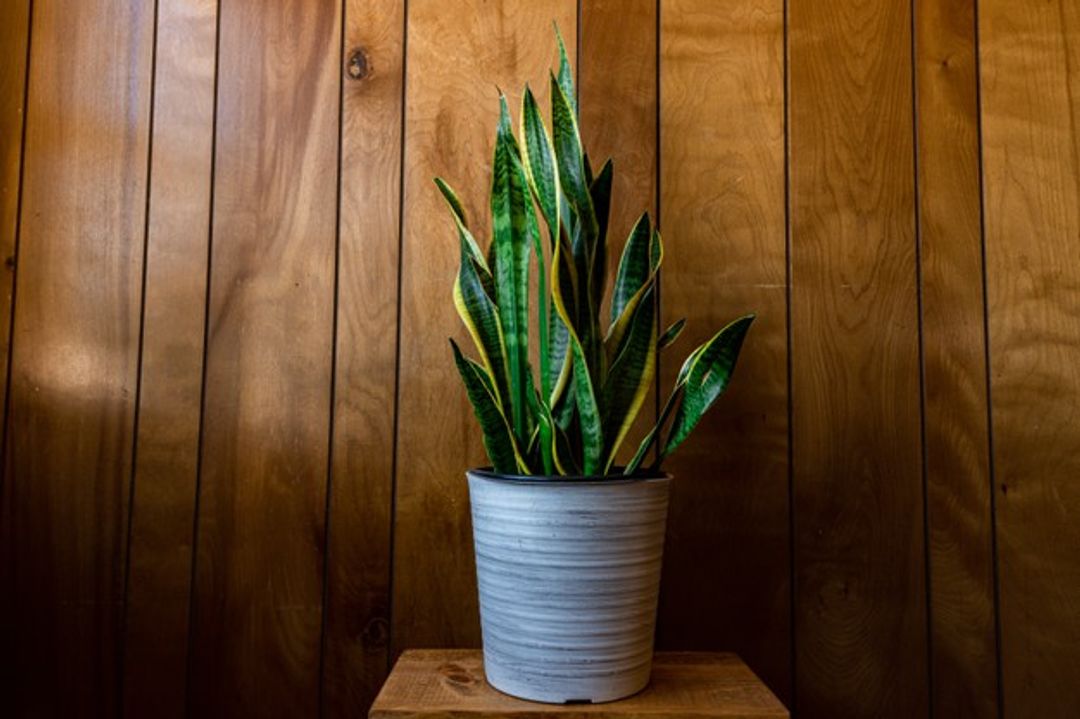 <p>Inilah 5 tanaman hias yang cocok diletakkan dan ditanam di dalam rumah atau ruangan yang minim cahaya/freepik.com</p>
