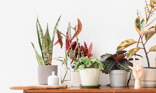Hati-hati, inilah tanaman hias yang beracun dan berbahaya untuk anak dan hewan peliharaan jika diletakkan di dalam rumah