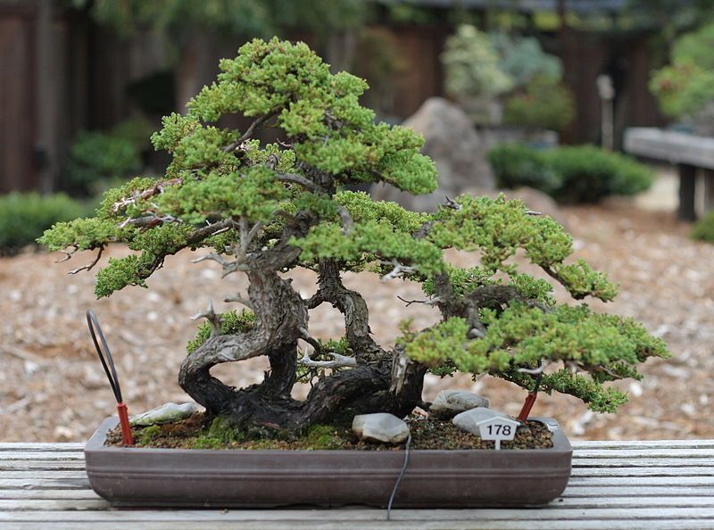 <p>rekomendasi pot untuk tanaman bonsai. Foto: Pinterest</p>
