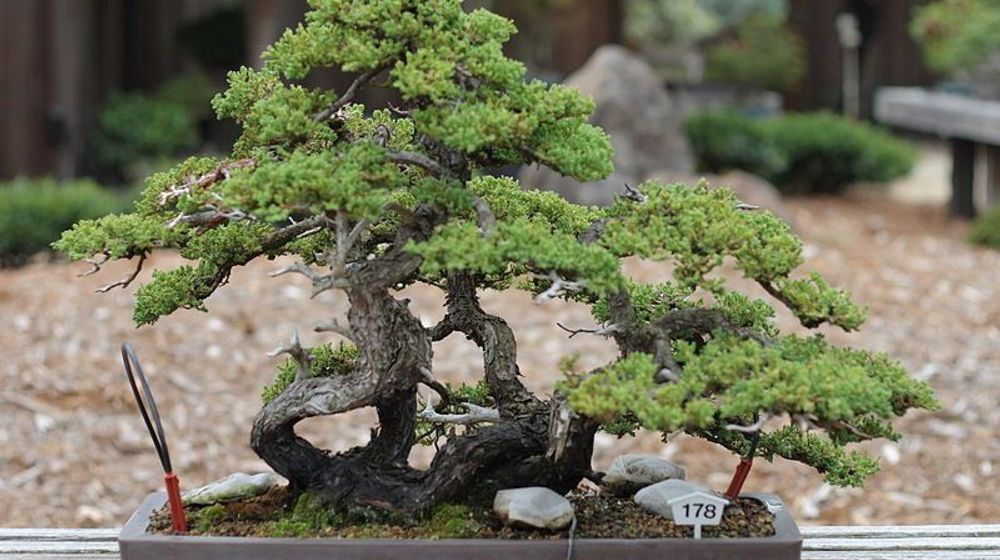 rekomendasi pot untuk tanaman bonsai. Foto: Pinterest