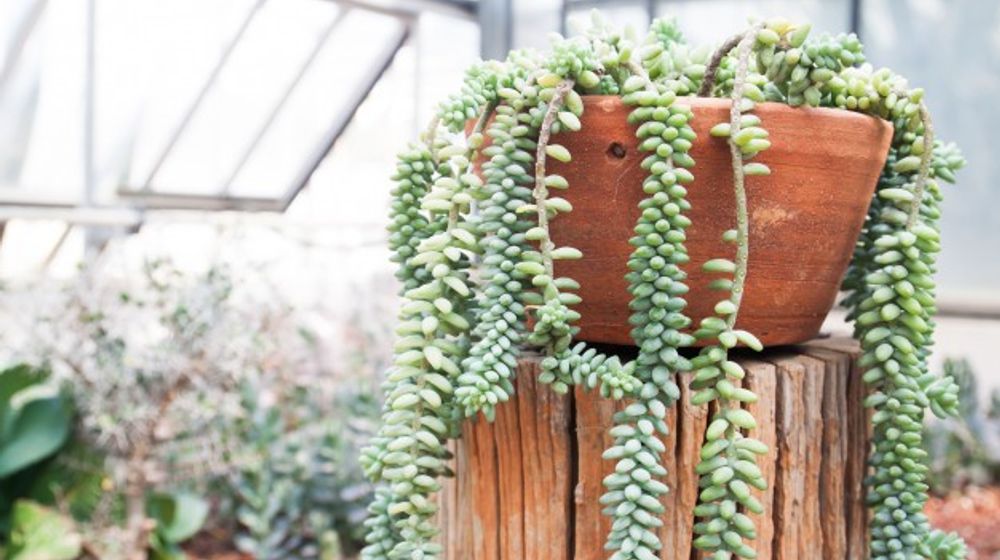 Variasi tanaman sukulen yang bisa ditanam di pot gantung