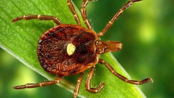 Mengenal Sindrom Alpha-gal