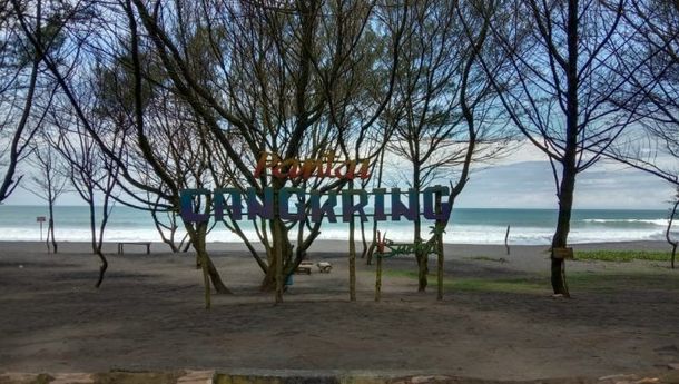 Asyiknya Menikmati Keteduhan Pohon Cemara dan Agrowisata Buah Naga di Pantai Cangkring