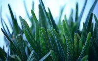 aloe-vera-277948_640.jpg