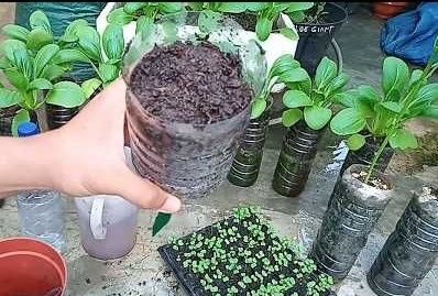 Botol plastik bisa dimanfaatkan sebagai media tanam.