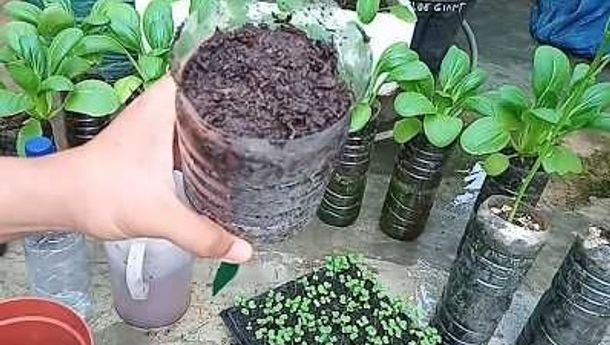 Yuk, Manfaatkan Botol Plastik Sebagai Media Tanam Sayuran