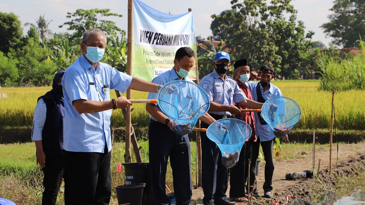 Suasana panen di lahan Mina padi (Humas Bantul)