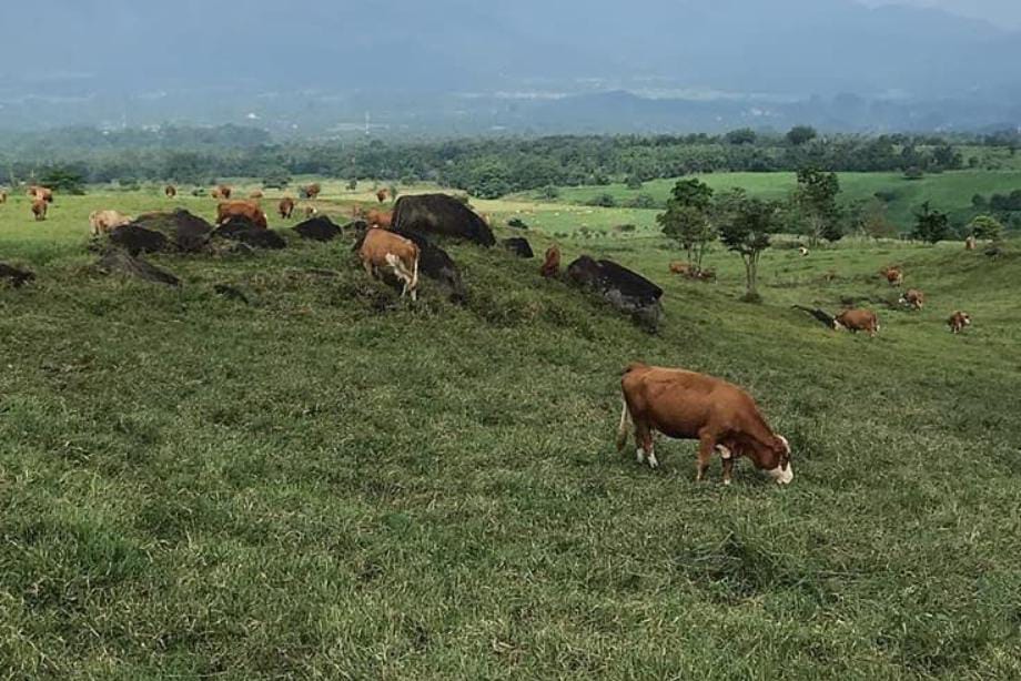 Peternakan di lahan terbuka tengah dikembangkan di Kalimantan Timur. 