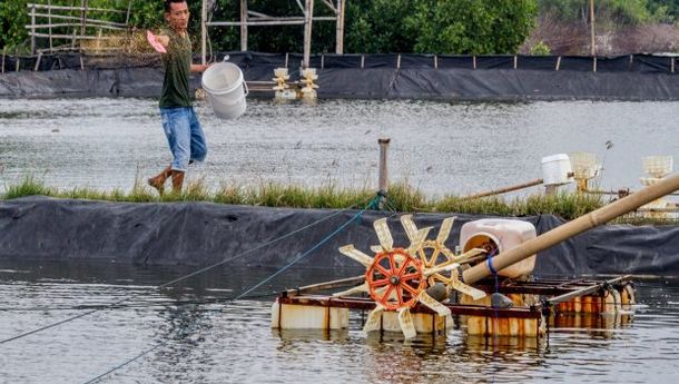Sumbar Belajar Pengembangan Budidaya Udang ke Lampung